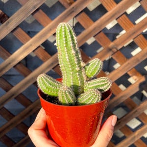 Echinopsis Chamaecereus - Peanut Cactus - 4&quot; Cactus Plant - Cacti Succulent - Live Plant Unique - Live Cactus Plant -Succulent- Cactus Plant