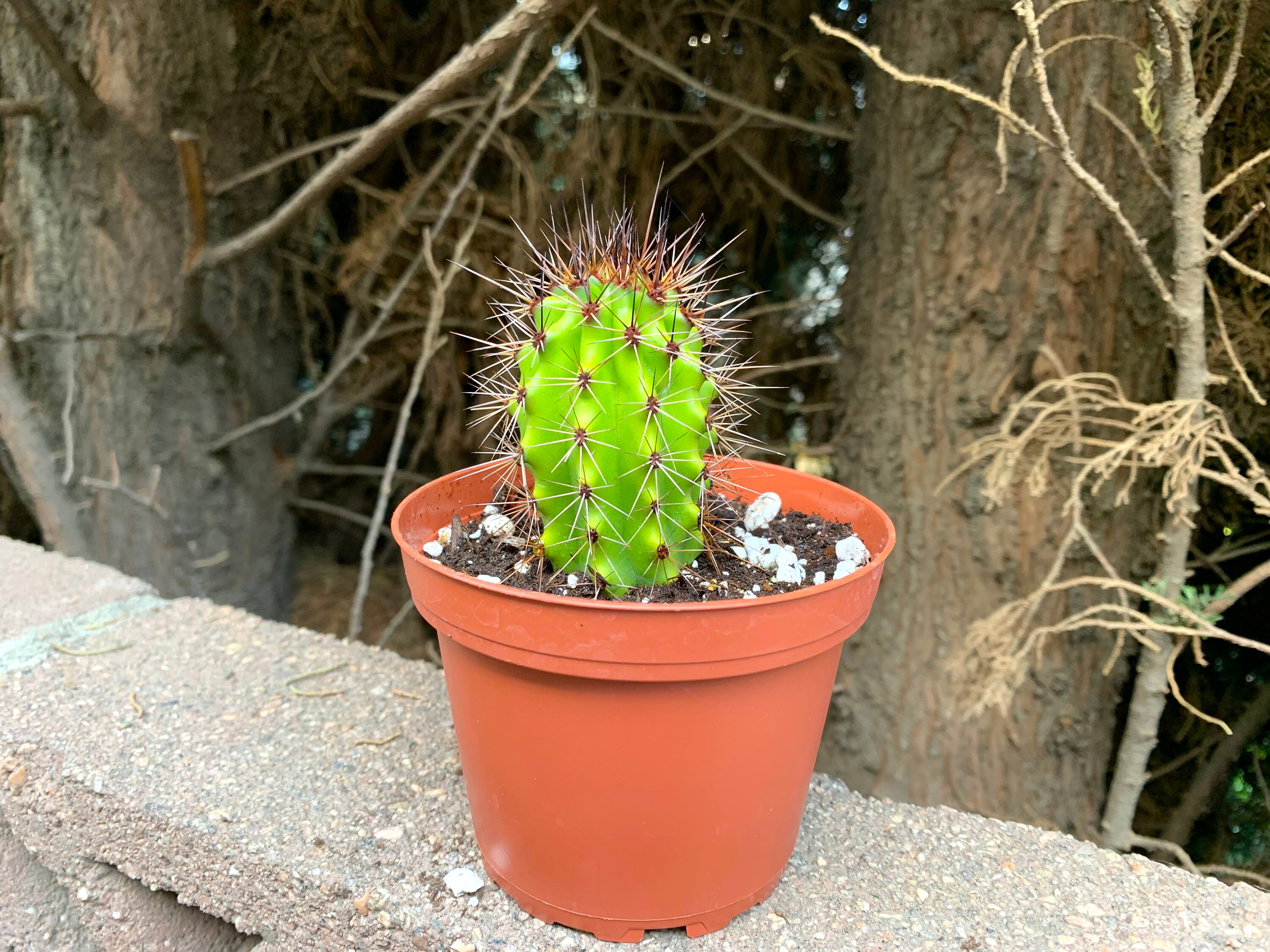 Blue Torch Cactus Plants 4 Large Cactus-Cactus | Etsy