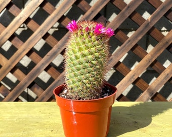 Ferocactus Latispinus 4" Cactus Plant - Devil's Tongue Cactus-Cactus Plant-Live Cactus-Succulents-Live Succulent-Live CactusPlant-Rare Plant