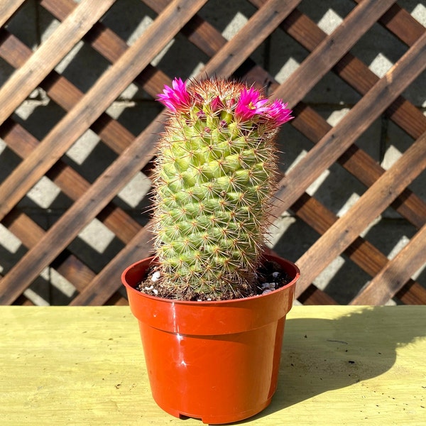 Ferocactus Latispinus 4" Cactus Plant - Devil's Tongue Cactus-Cactus Plant-Live Cactus-Succulents-Live Succulent-Live CactusPlant-Rare Plant