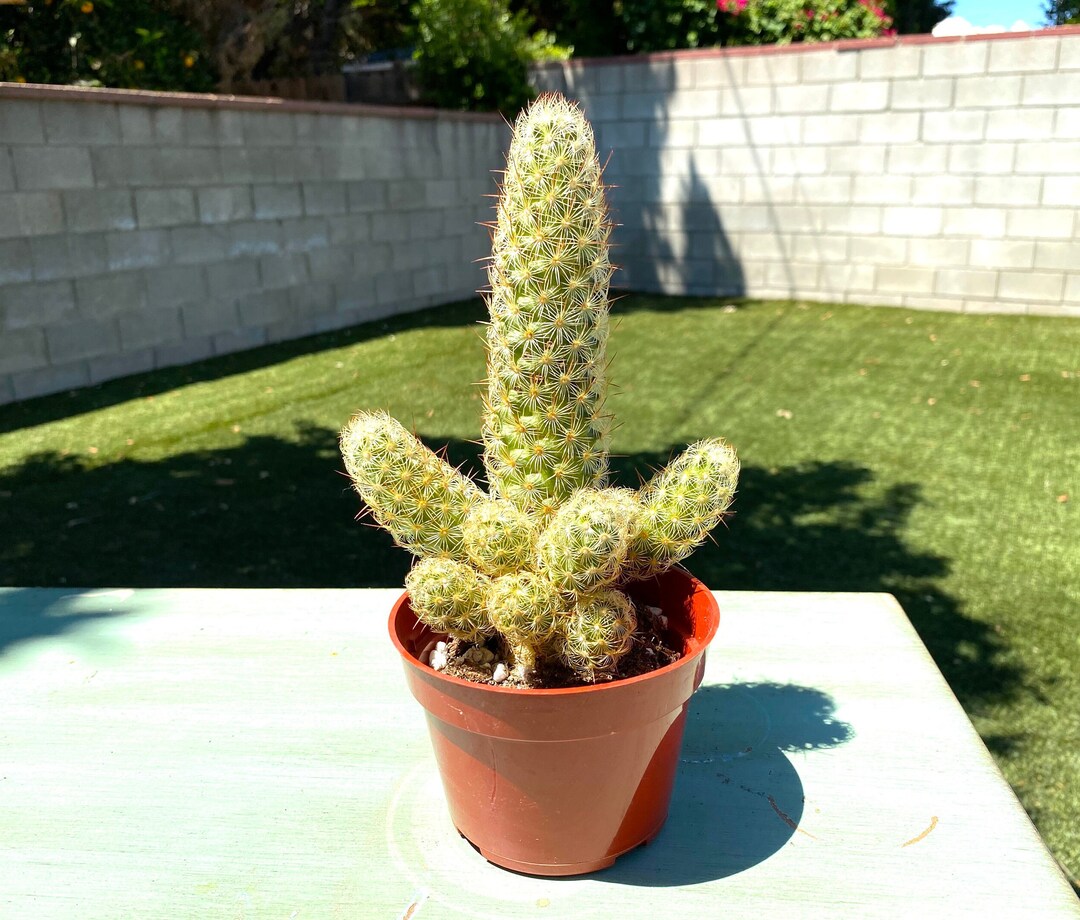 Large Lady Finger Cactus Plant Cactus Plant Live Cactus Etsy