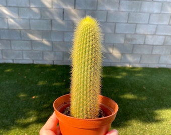 4" Cactus Plant - Succulent & Cacti - Live cactus plant - Live Cactus - Cactus Plant - Valentine cactus