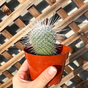 Mammillaria elegans 4&quot; Cactus - Cactus Plant - Cacti Succulent - Live Cactus -Succulents-live cactus plant- Rare Cactus Plant - White Cactus