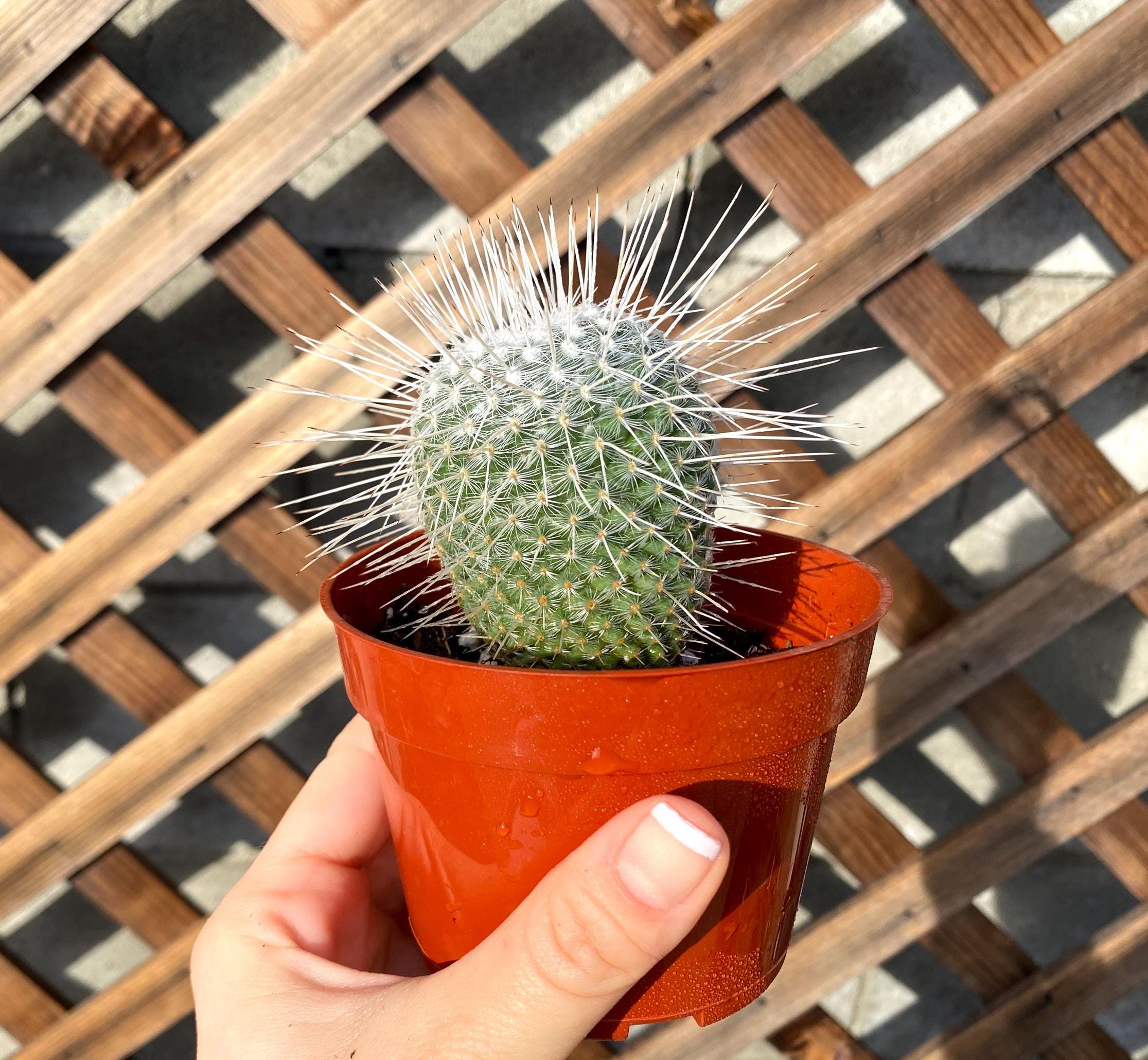 Mammillaria Elegans 4" Cactus - Cactus Plant - Cacti Succulent - Live  Cactus -succulents-live Cactus Plant- Rare Cactus Plant - White Cactus -  Etsy