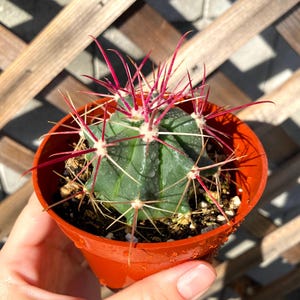Large Devil&#39;s Tongue - 4&quot; Cactus Plant - Cacti Succulent-Live Plant Unique - Plant-Live Cactus-Succulent-live cactus plant-Rare Cactus Plant