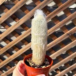 Old Man Cactus Plant - White Throne Cactus - Live Cactus-Live Succulent-Cactus Plant-Succulent Plants- Cacti- Succulents - Cactus Plants