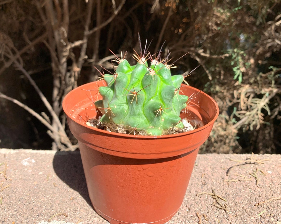 Mammillaria Flavovirens Rog 4 Cactus Plant Cacti Succulentlive Plant
