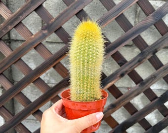 Large Golden Torch Cactus Plant - Succulent & Cacti - Live cactus plant - Live Cactus - Cactus Plant - Cactus Plants - Yellow Cactus