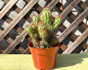 Rare 4" Cactus Plant- Succulent & Cacti - Live cactus plant-Live Cactus-Live Succulent- Large Cactus - Succulent Plants -Rare Cactus