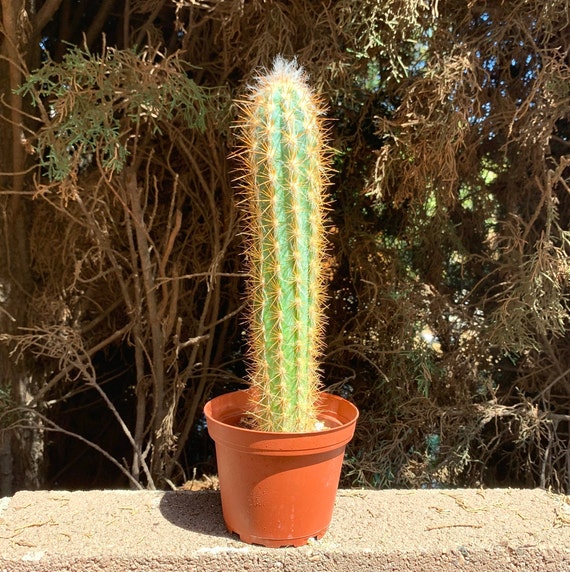 4 Cactus Plant Cactus Plants Large Cactus Live Etsy