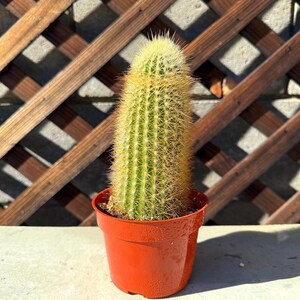 Large Cactus Plant - Cactus Plant - Live Cactus - live cactus plant - Cactus Plants - Succulent Plants - Rare Cactus Plant