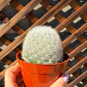 Mammillaria elegans 4&quot; Cactus - Cactus Plant - Cacti Succulent - Live Cactus -Succulents-live cactus plant- Rare Cactus Plant - White Cactus