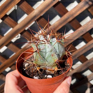 Large Devil&#39;s Tongue - 4&quot; Cactus Plant - Cacti Succulent-Live Plant Unique - Plant-Live Cactus-Succulent-live cactus plant-Rare Cactus Plant