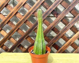 Mexican Fencepost Cactus - Lophocereus marginatus-Gift Cactus Plant - Cacti Succulent -Live Plant -Live Cactus-Succulents - Rare Cactus Plan