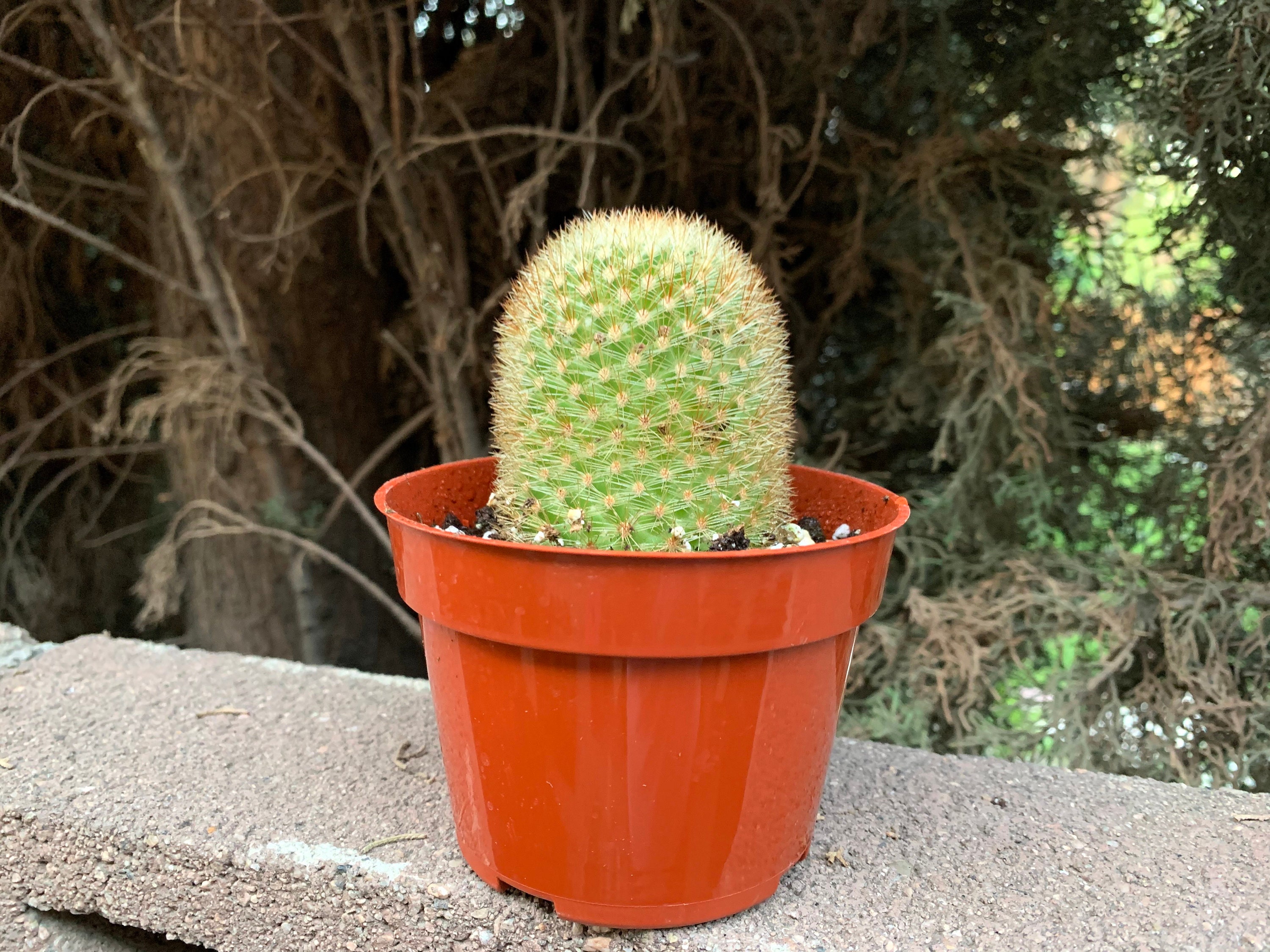 4 Cactus Plant Large Cactus Cactus Plant Cactus Etsy