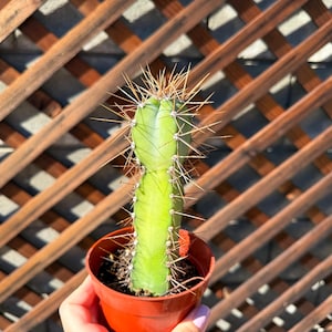 Large Blue Cactus Plant - Rare Cactus - Succulents - Live Cactus -Live Succulent-Cactus Plant-Succulent Plants - Cactus Plants - Blue Cactus