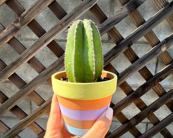 Cactud Neoraimondia Herzogiana Cactus, Baseball Bat Cactus, Live