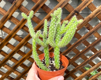 Cylindropuntia Fulgida Cactus Plant - Dark Green Cactus - Succulents-Live Succulent-live cactus plant-Succulent Plants Rare -Rare Cactus