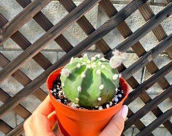 Echinopsis ancistrophora 4" Cactus Plant - Easter lily cactus - Cactus Plant - Live Cactus-Live Succulent-Succulent Plants-Rare Cactus Plant
