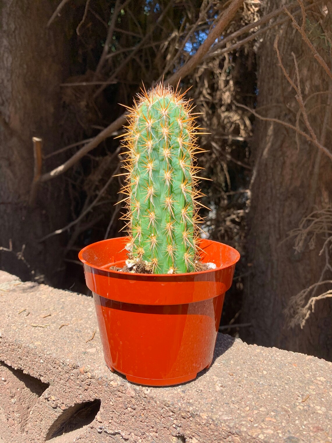 4 Large CactusCactus PlantCacti SucculentLive Etsy