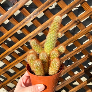 Lady Finger 4&quot; Large Cactus Plant - Mammillaria elongata - Cactus Plants - Live Cactus - Live Succulent - Succulent Plants-Rare Cactus Plant