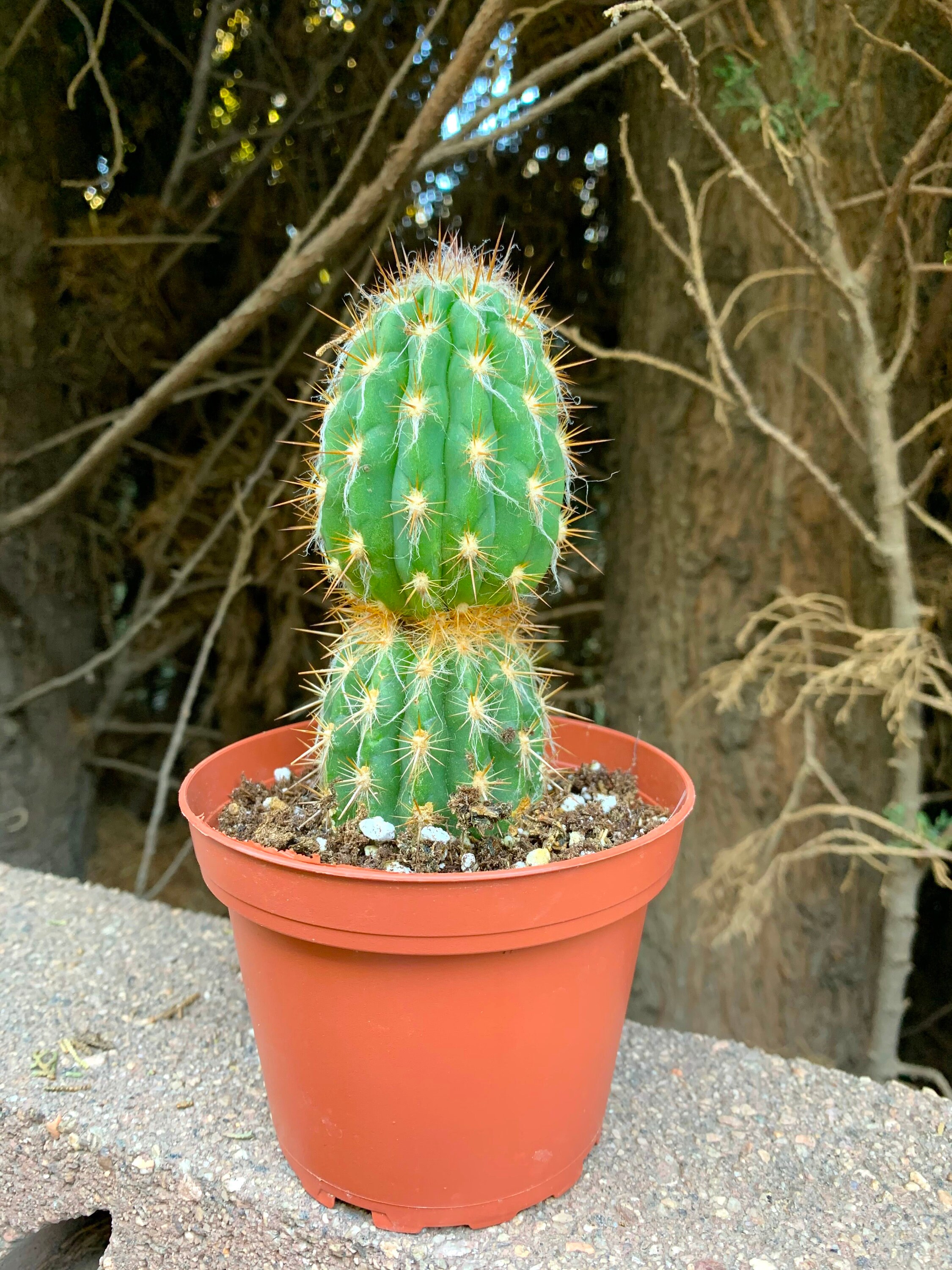 4 Cactus Plant Rare Cactus Succulent & Cacti Live | Etsy