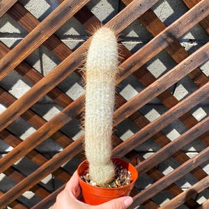 Large Old Man Cactus Plant - Succulent & Cacti - Live cactus plant - Live Cactus - Cactus Plant - Cactus Plants - Cactus - Live Cactus
