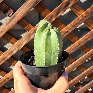 Rare Mexican Post Cactus - Cacti Succulent - Live Plant Unique - Plant - Live Cactus - Succulent - live Cactus plant - Cactus Plants - Plant