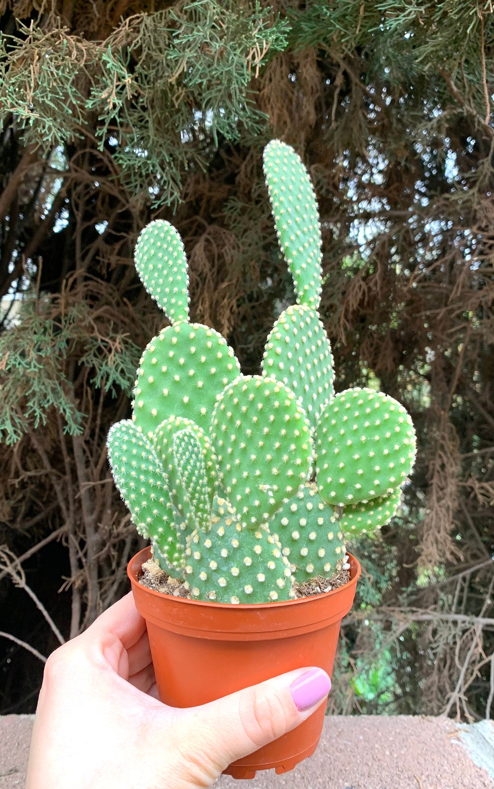 Large Yellow Polka Dots Cactus Cactus Plants live - Etsy
