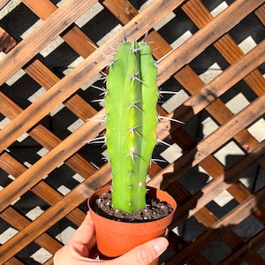 Myrtillocactus Geometrizans Cactus - Cactus Plant - Rare Cactus - Live Cactus - Live Succulent -Succulent Plants