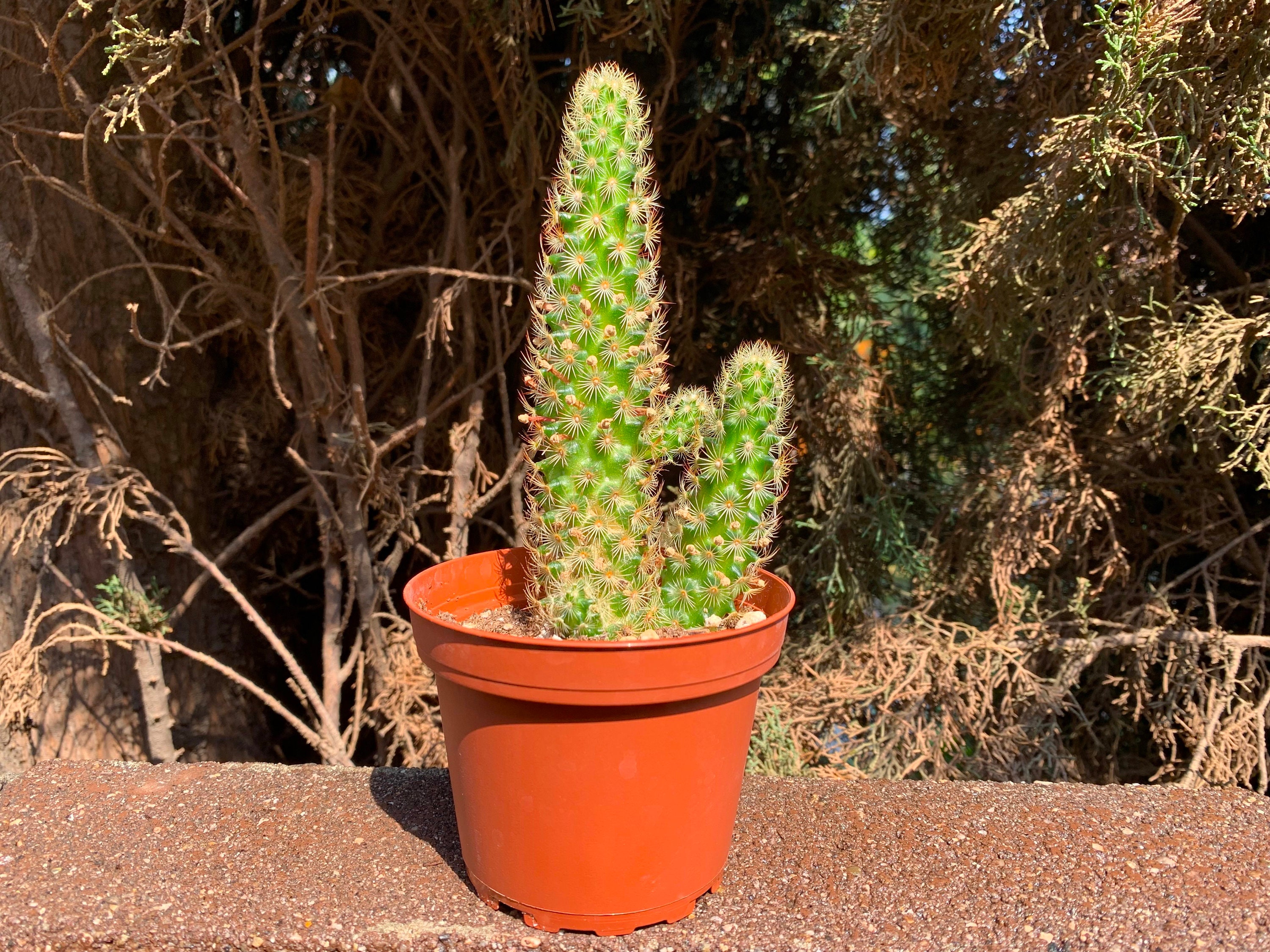 4 Large Cactus Lady Finger Cactus plant Cacti Etsy