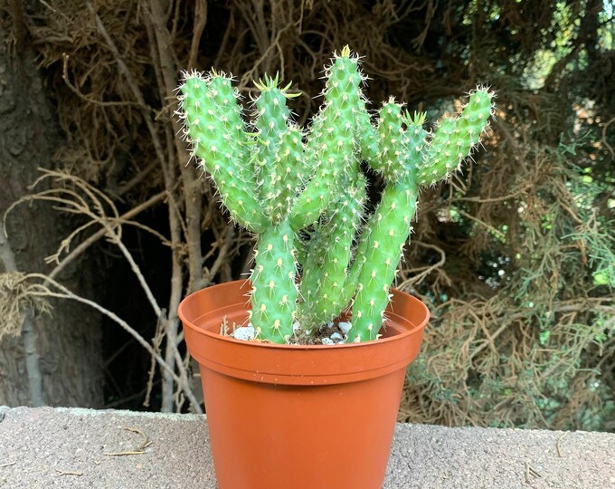 Cylindropuntia Fulgida Cactus Plant Dark Green Cactus Succulentslive