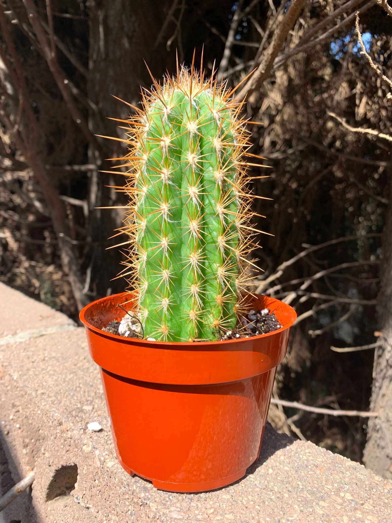 4 Cactus Plant pachycereus marginatus Cactus Plant Etsy