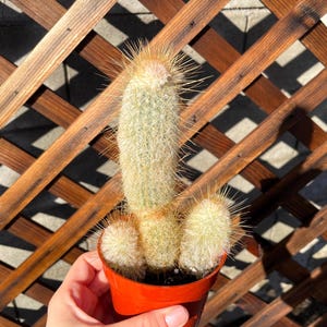 Rare 4&quot; Old man Cactus Plant - Cactus Plant - Rare Old Man Cactus -Live Cactus-Live Succulent-Succulent Plants-Rare Cactus Plant-Rare Cactus