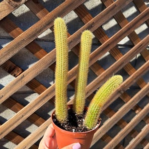 Large Monkey Tail Cactus Plant - Cacti Succulent - Live Plant Unique - Live Cactus - Succulent-Live Cactus Plant - Rare Cactus Plant - Cacti