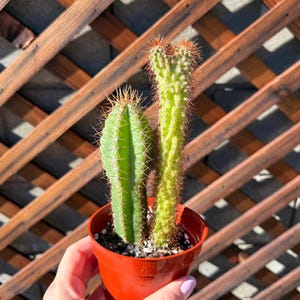 Large Cereus Peruvianus Monstrose Cactus - Cactus Plant - Live Cactus -Succulents- Live Succulent-live Cactus Plants - Succulent Plants