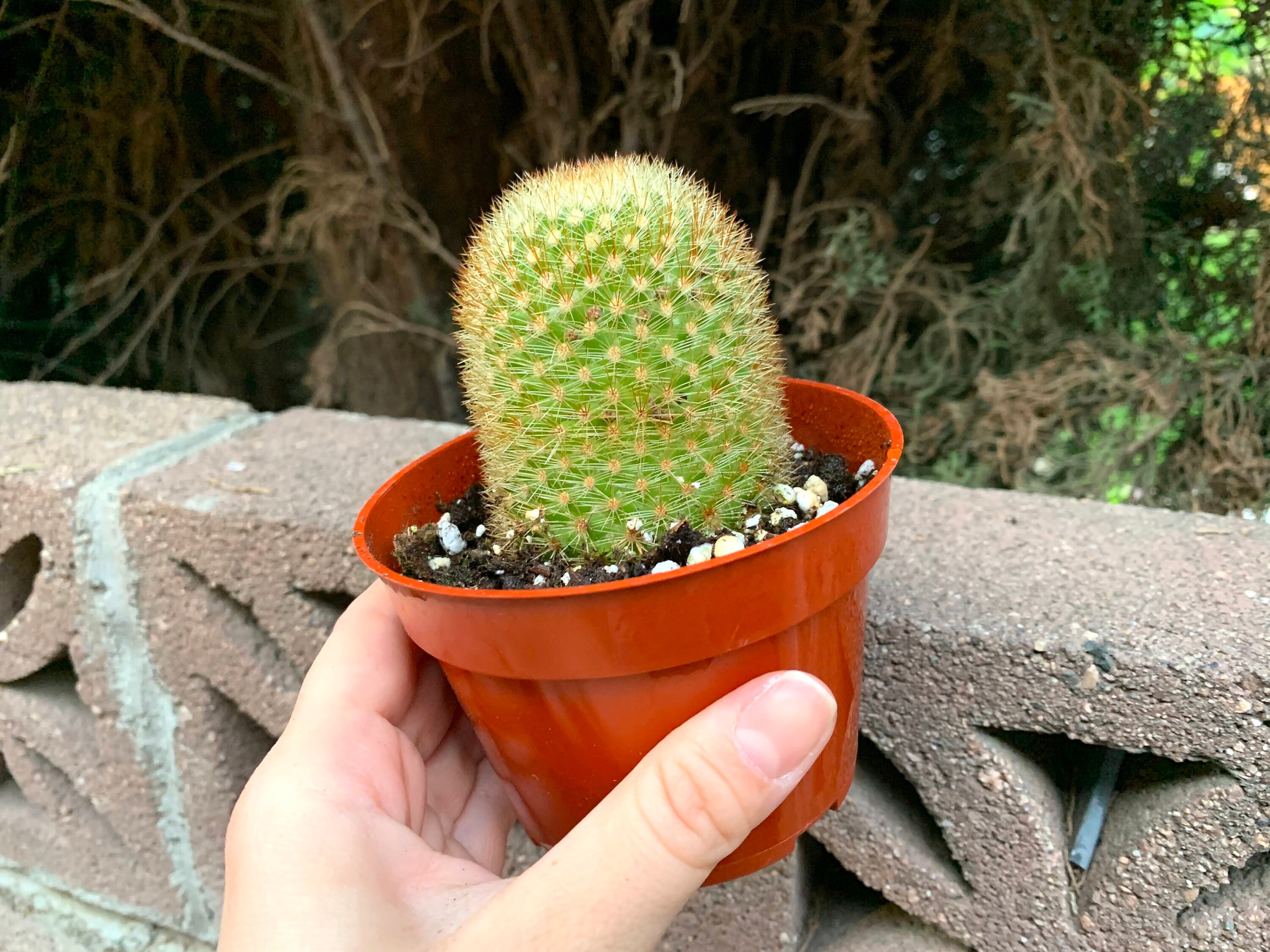 4 Cactus Plant Large Cactus Cactus Plant Cactus Etsy