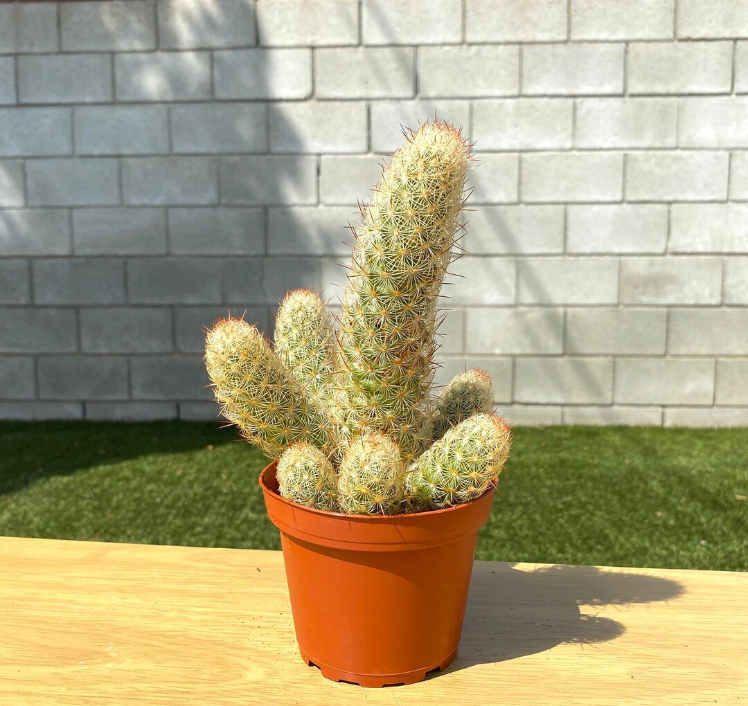4 Lady Finger Cactus Plant Angel Wing Cactus Etsy