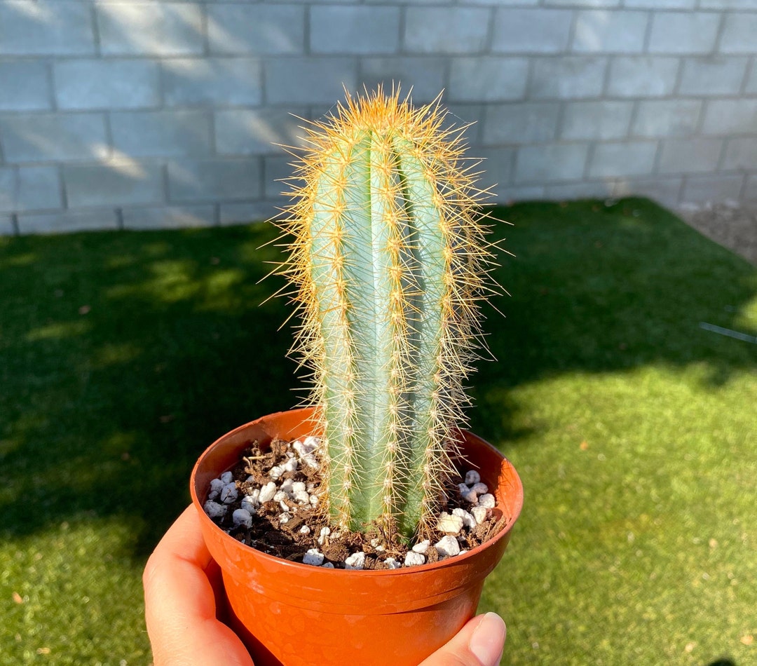 4 Large Blue Torch Cactus Plant Cacti Succulent-live Plant Unique-live