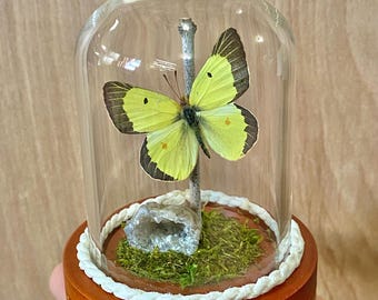 Clock dome insect butterfly taxidermy display. Alfalfa sulfur species. Entomology home office counter desk decoration.