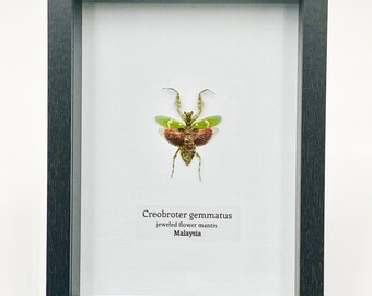 Framed Flower mantis in taxidermy display. Real praying mantis insect in shadow box.