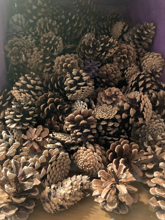 Natural Pinecones - Wisconsin Pinecones - Crafting Pinecones
