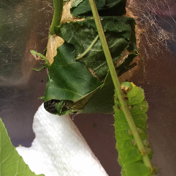 LIVE Luna Moth Cocoons Raise Your Own Nature Science Project