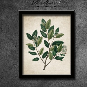 Green Plant Print - Green Plant Instant Downloads - Vintage Botanical Prints - Green Digital Printable Art - Vintage Leaves -Image#317