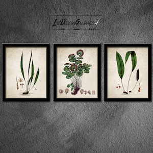 Green Plants Prints - Antique Plant Illustrations - Botanical Plant Art - Plant Wall Decor - Green Plants Art - INSTANT DOWNLOAD -Image#1049
