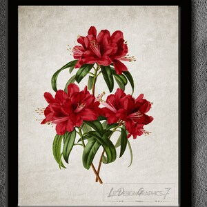 Red Flower Art Print - Antique Flower Illustration - Botanical Flower Art - Digital Print - Red Botanical Print -INSTANT DOWNLOAD -Image#43