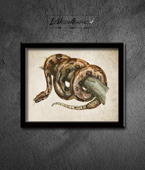 Boa Constrictor Print Red Tailed Boa Instant Downloads | Etsy