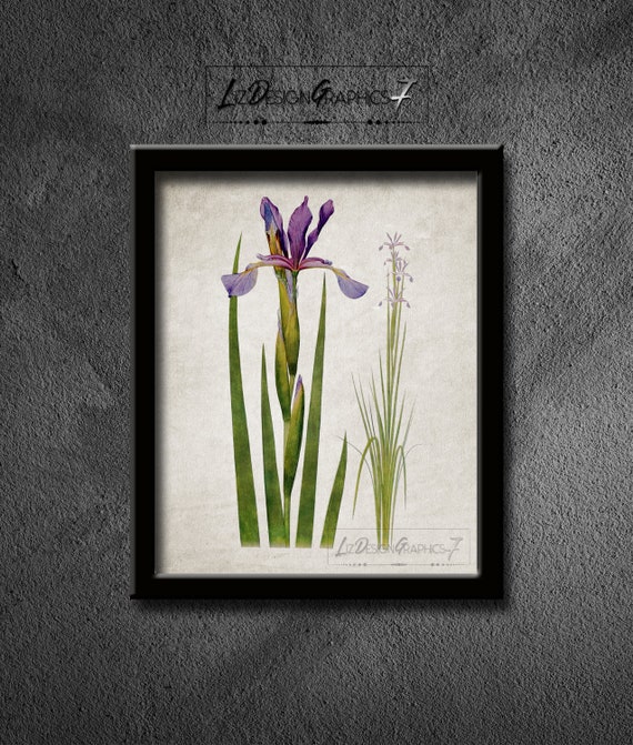 Purple Iris Art Print Iris Flower Illustration Botanical Etsy
