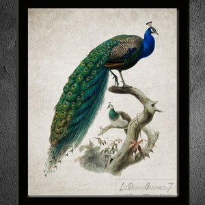 Peacock Digital Print - Peacock Illustration - Peacock Instant Download - Peacock Bird Download - Digital Art - Printable Art - Image #1