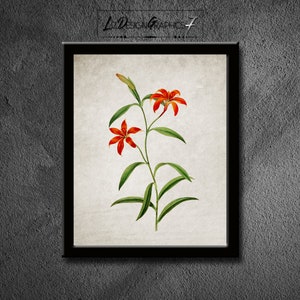 Orange Flower Art Print - Antique Flower Illustration - Botanical Flower Art - Digital Print - Botanical Print - INSTANT DOWNLOAD - Image#17